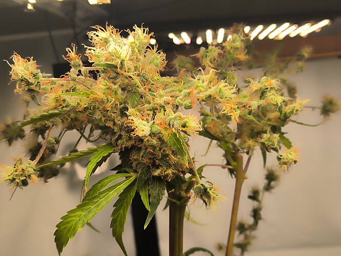 Zwei Cannabis-Pflanzen im späten Blütestadium, mit dicht gepackten, harzigen Blütenständen und orangefarbenen Stempeln, beleuchtet von einer Wachstumslampe.