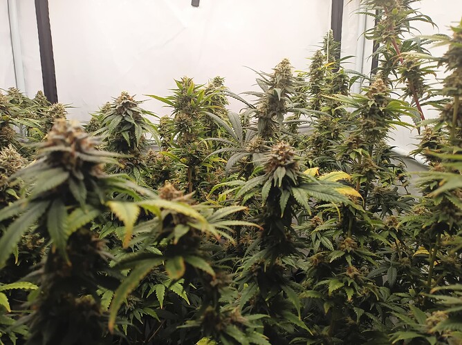 Growreport Bild 16