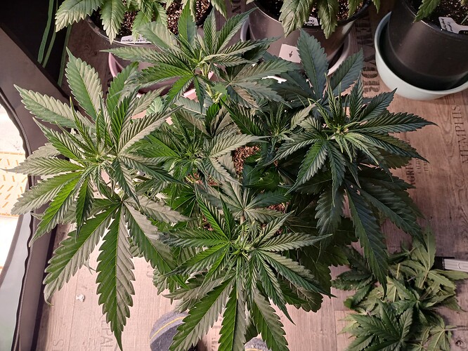 Growreport Bild 13