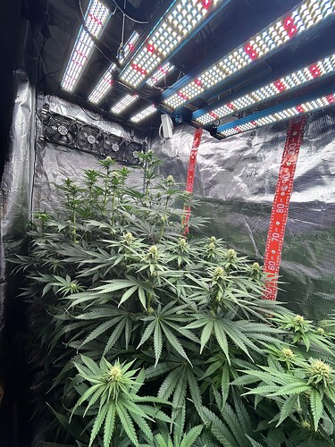 Cannabis-Pflanzen in einem Grow-Zelt unter LED-Beleuchtung in der frühen Blütephase.