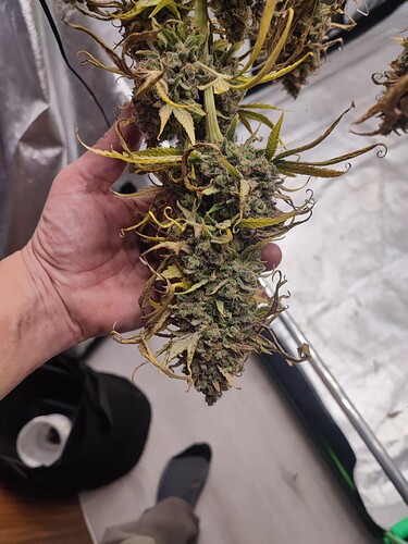 Growreport Bild 135