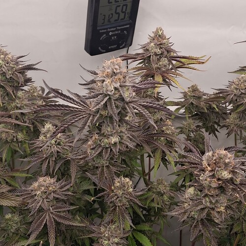 Growreport Bild 7