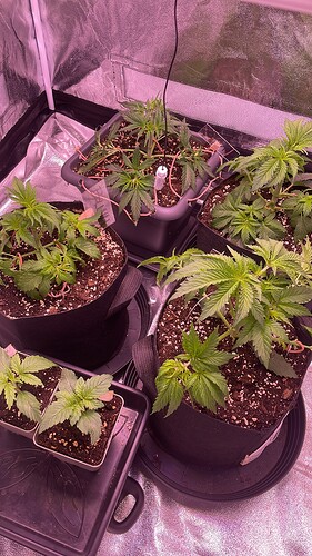Growreport Bild 7