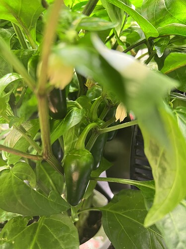 Growreport Bild 15