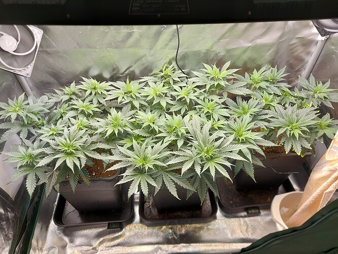 Growreport Bild 1