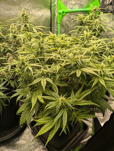 Growreport Bild 25
