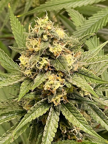 Growreport Bild 72