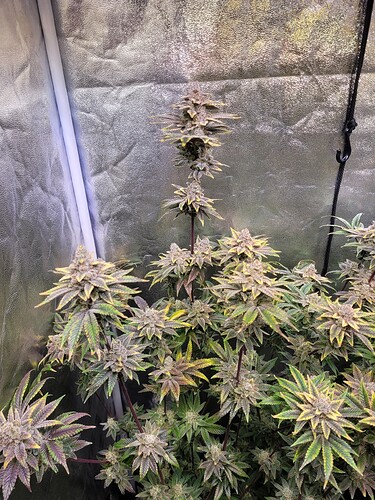 Growreport Bild 6