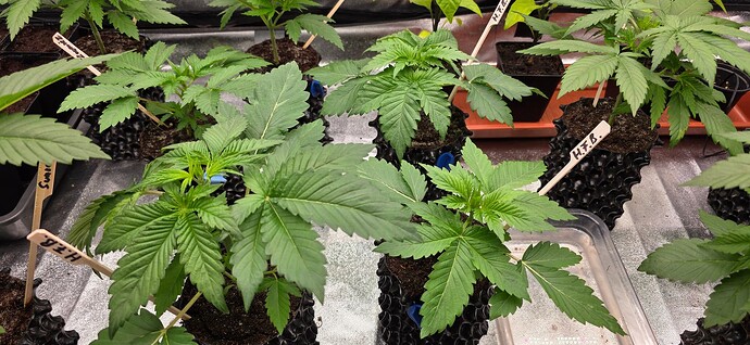 Growreport Bild 7