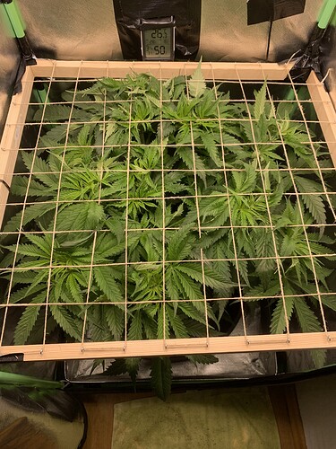 Growreport Bild 4