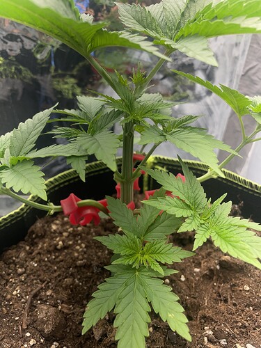 Growreport Bild 5
