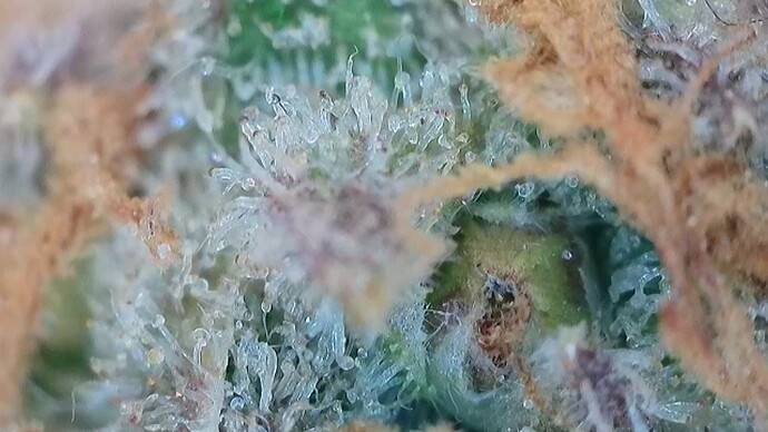 Growreport Bild 58