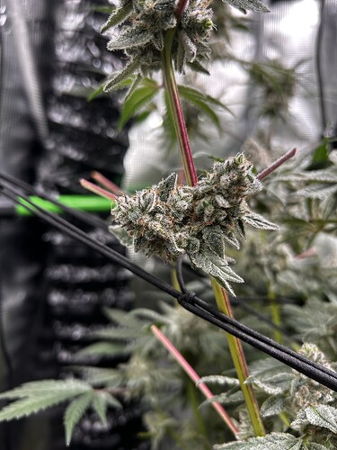 Growreport Bild 11