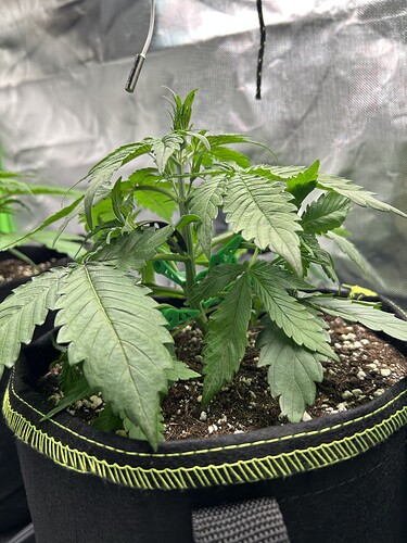 Growreport Bild 4