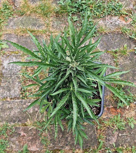 Growreport Bild 39