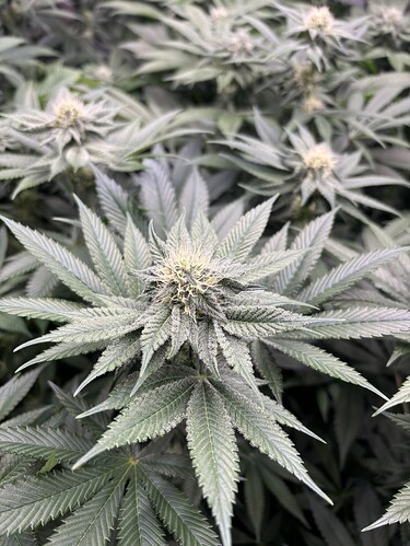 Growreport Bild 37