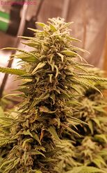 IMG_20260104_PM