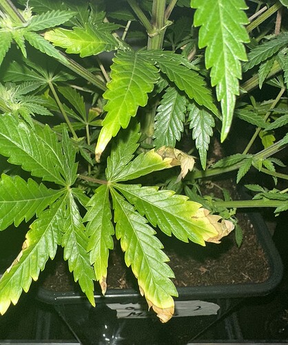Growreport Bild 6