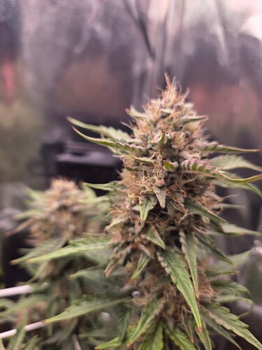 Growreport Bild 3