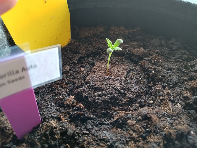 IMG_20240418_131116546_HDR