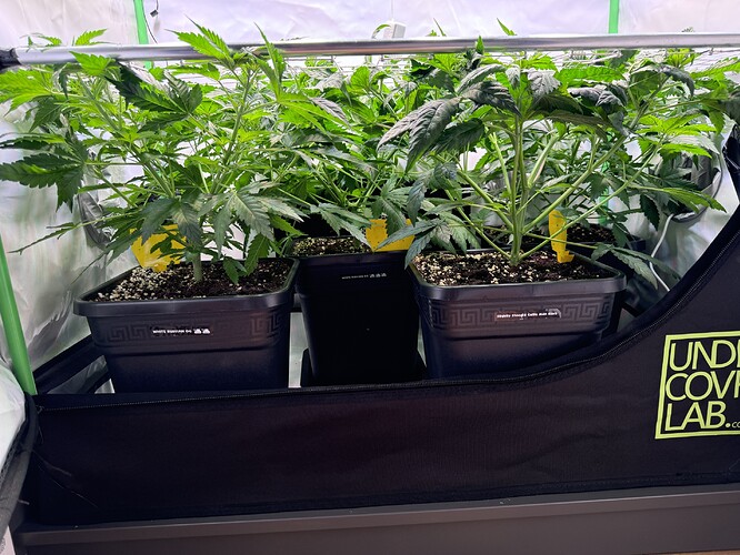 Growreport Bild 2