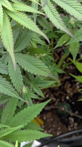 Growreport Bild 3