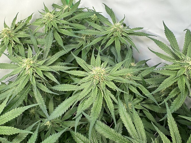 Growreport Bild 15