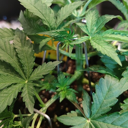 Growreport Bild 17