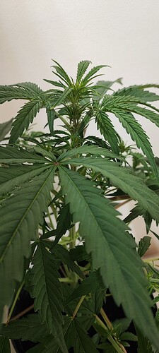 Growreport Bild 15
