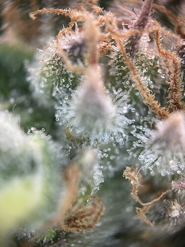 Growreport Bild 6