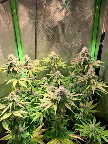 WhatsApp Bild 2025-01-04 um 19.21.25_6a76521b