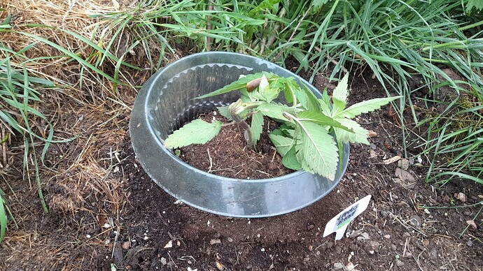 Growreport Bild 26