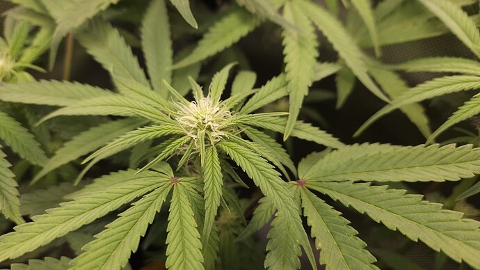 Growreport Bild 47