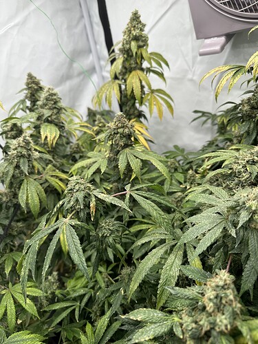 Growreport Bild 2