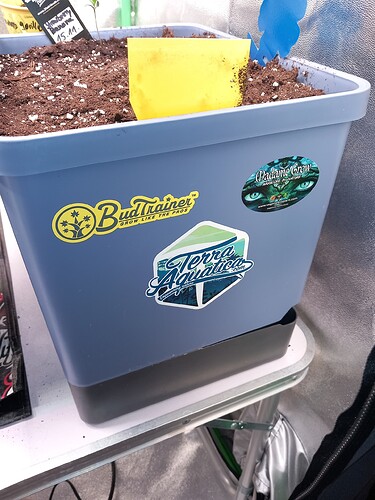 17324196516321383474341235917642