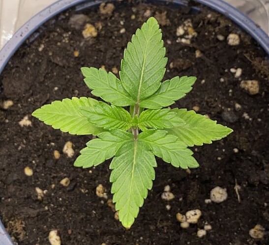 Growreport Bild 26
