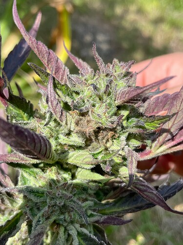 Growreport Bild 41
