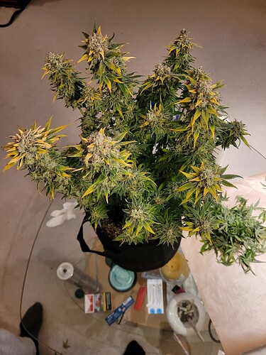 Growreport Bild 5