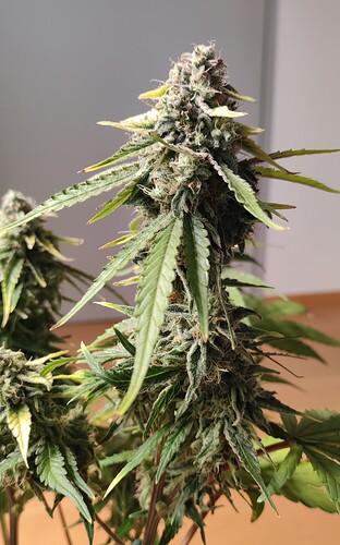 Growreport Bild 23