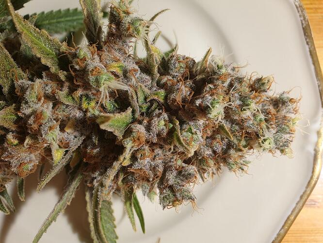 Growreport Bild 13