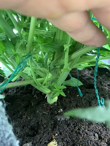 Growreport Bild 2