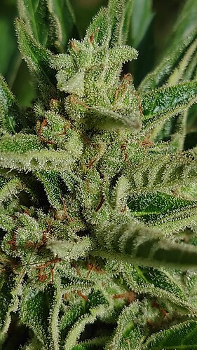 Growreport Bild 22