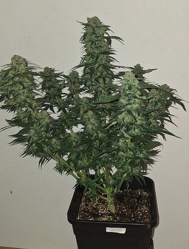 Growreport Bild 2