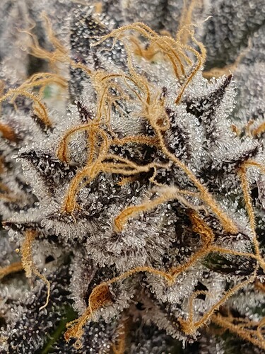 Growreport Bild 1