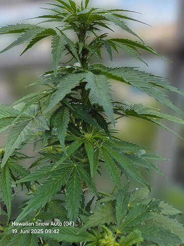 Hawaiian Snow Auto (Ganja Farmer)