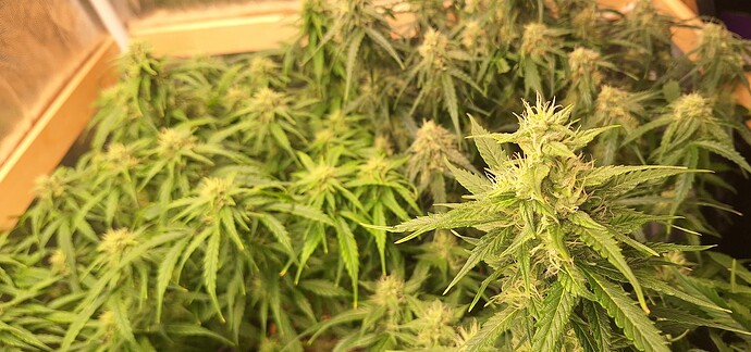 Growreport Bild 8