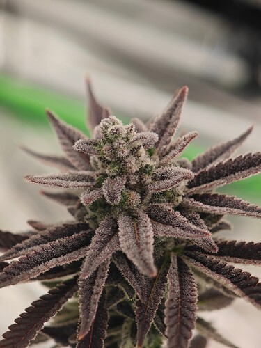 Growreport Bild 28