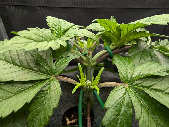 Growreport Bild 9