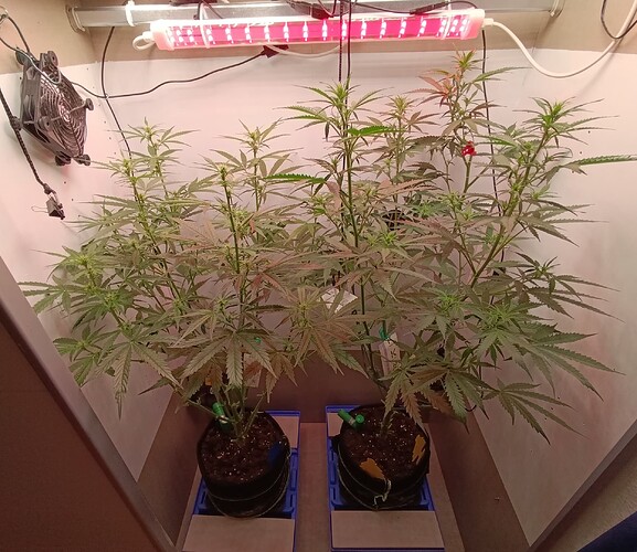 Growreport Bild 55