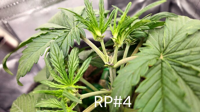 Growreport Bild 5